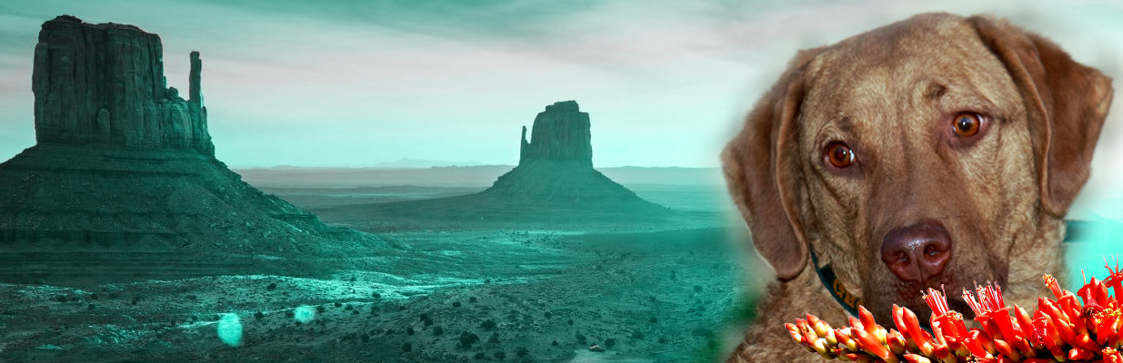 A majestic Chesapeake Bay Retriever posing outdoors.